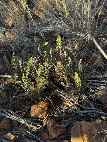 Woolly Cloak-fern