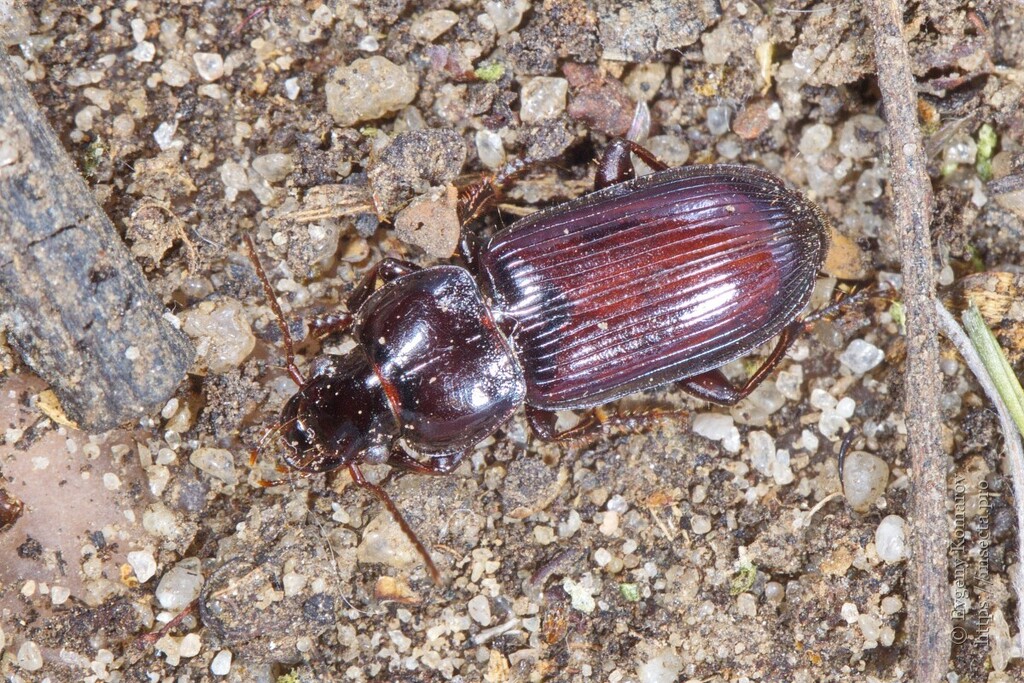 Harpalus circumpunctatus