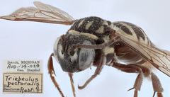 Triepeolus pectoralis