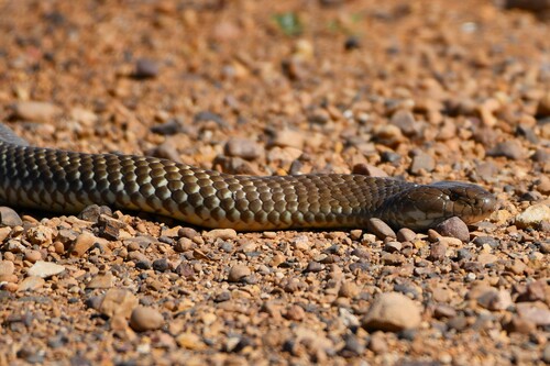 Mulga Snake sighting