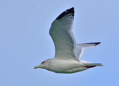 Larus argentatus