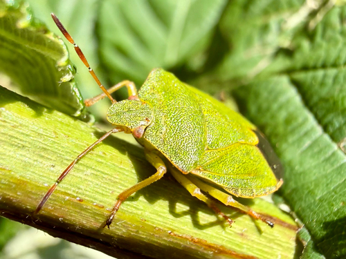 Green shield bug
