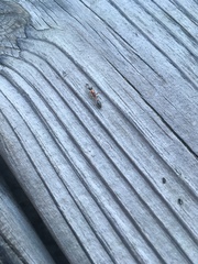 Pseudomyrmex gracilis