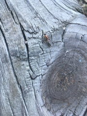 Pseudomyrmex gracilis