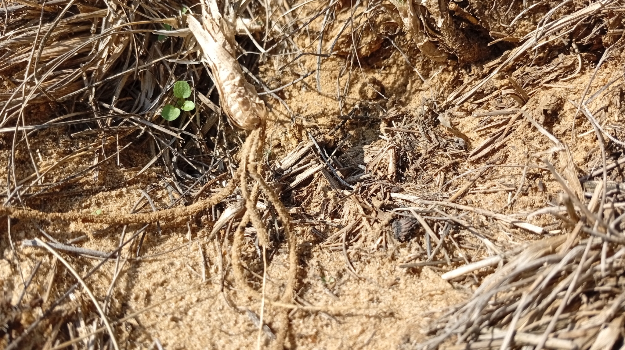 Koeleria Glauca (Koeleria glauca)