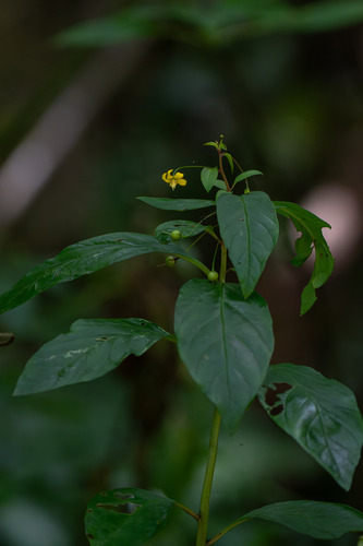 Lysimachia sikokiana iNat (2)
