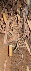 Delma tincta