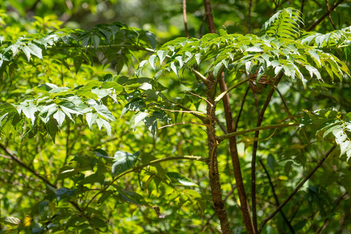 Aralia ryukyuensis iNat (2)