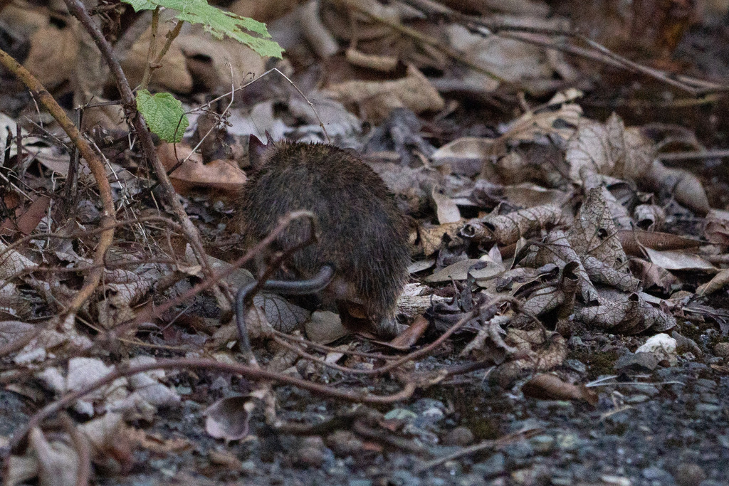 Tokunoshima Spiny Rat