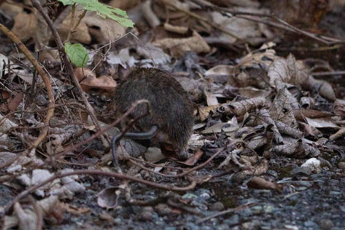 Tokunoshima Spiny Rat (Tokudaia tokunoshimensis) — Endangered Mammalia