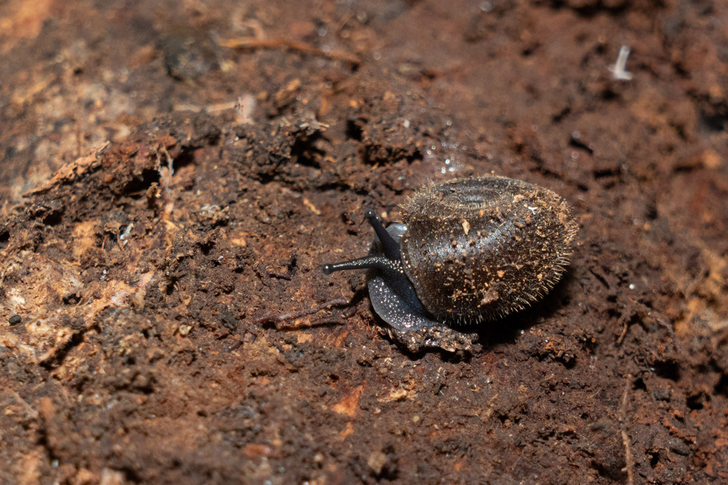 Trichelix tokunoensis