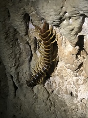 Scolopendra gigantea