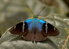 Astraptes fulgerator azul