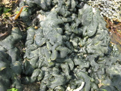 Codium convolutum