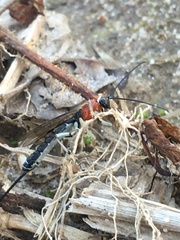 Calliephialtes grapholithae