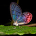 Mariposa Sátira Alas de Cristal Rosa - Photo (c) Karl Kroeker, algunos derechos reservados (CC BY-NC), subido por Karl Kroeker
