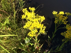 Solidago ohioensis