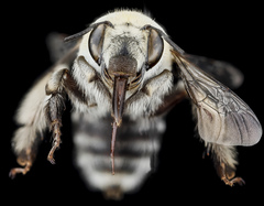 Anthophora affabilis