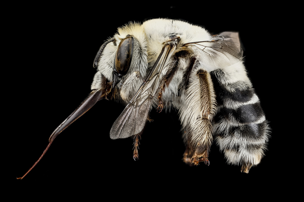 Anthophora affabilis