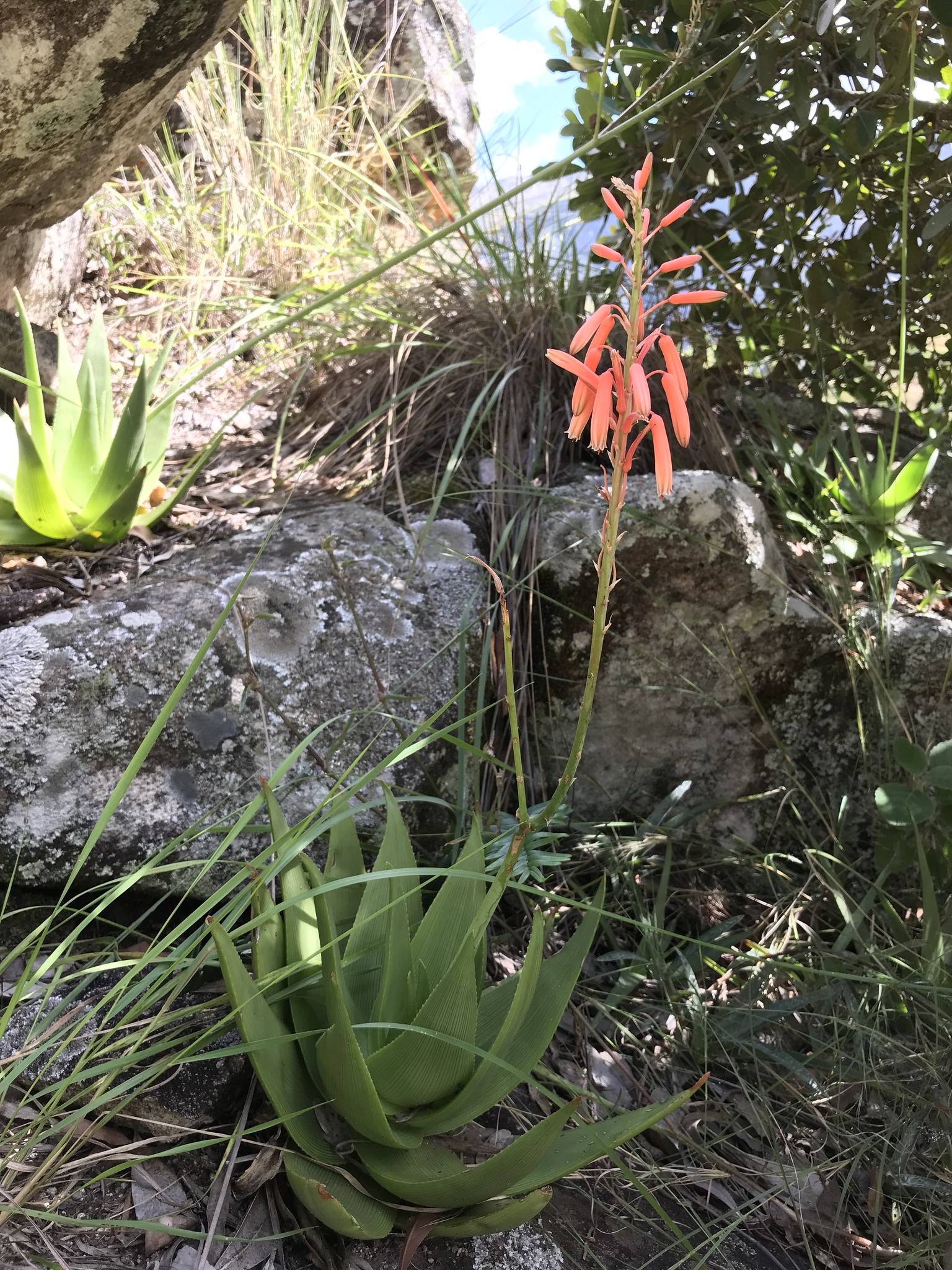 Aloe manandonae