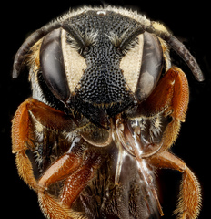 Dianthidium