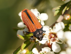 Castiarina erythroptera