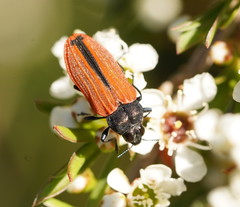 Castiarina erythroptera