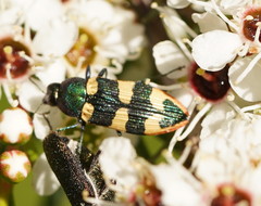 Castiarina interstitialis