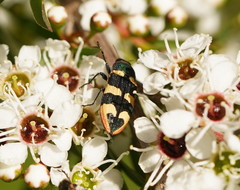 Castiarina interstitialis