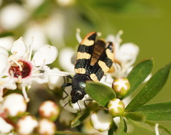 Castiarina interstitialis