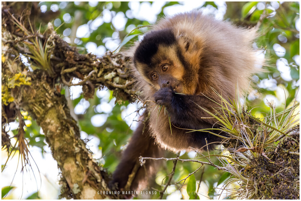 Macaco-prego-do-papo-amarelo (Sapajus cay) · BioDiversity4All