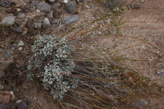 Eriogonum tenellum