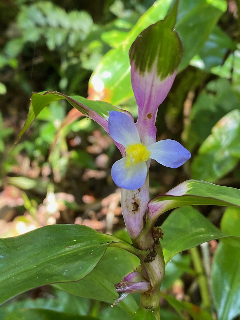 Coleotrype madagascarica