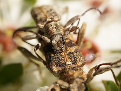 Pempsamacra dispersa