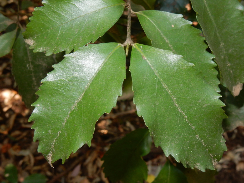 Daphnandra johnsonii