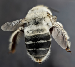 Anthophora affabilis