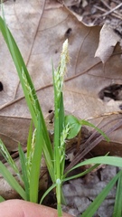 Carex leptonervia