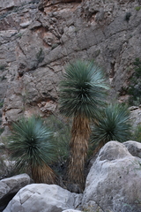 Yucca rostrata
