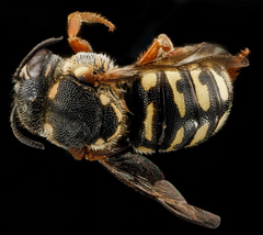 Dianthidium