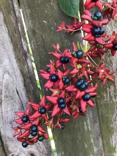 Clerodendrum indicum