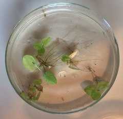 Cocconeis
