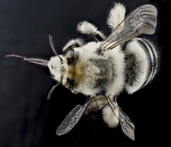 Anthophora affabilis