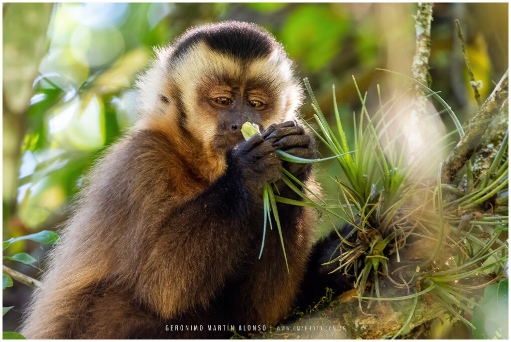 Sapajus cay (Macaco-prego-de-Azara) - Museu do Cerrado