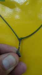 Plectrocarpa carrapo