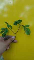 Plectrocarpa carrapo