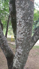 Plectrocarpa carrapo