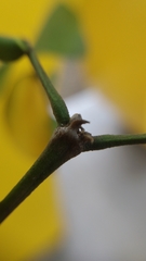 Plectrocarpa carrapo