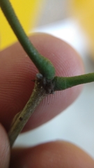 Plectrocarpa carrapo