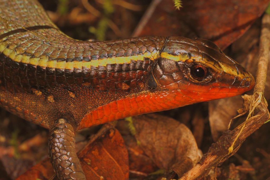 Zonosaurus anelanelany