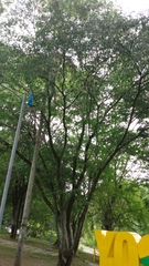 Plectrocarpa carrapo